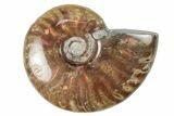 1 1/2 to 2" Flashy, Red Iridescent Ammonite Fossil - Photo 3